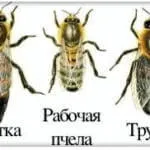 Cum albinele fac miere răspunsuri simple la întrebări complexe