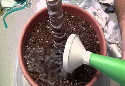 Cum să transplant Yucca la domiciliu, foto și video