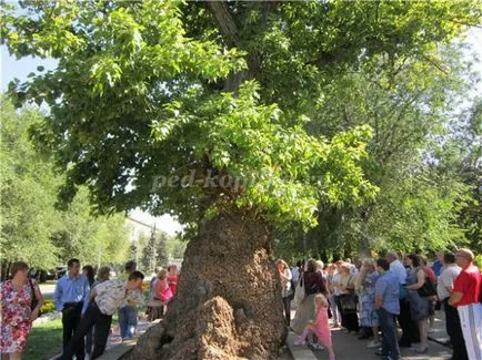Cum sunt copaci de diferite națiuni