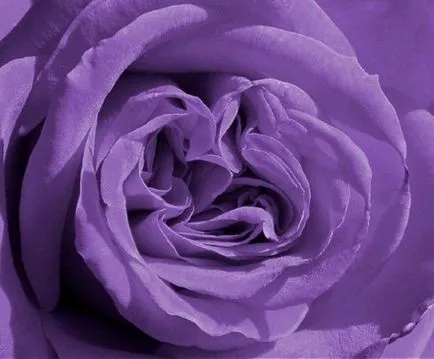 Cum să obțineți vopsele de culoare violet