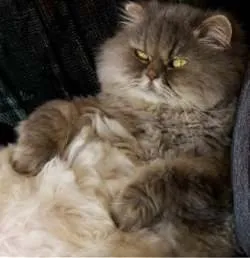 Cum știi că te iubește pisica, asistent feline
