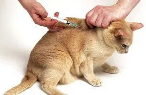 Cum de a sparge o lovitură intramuscular pisica (Unde prick) Cum de a sparge o pisică intramuscular împușcat