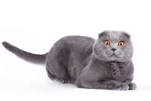 Cum știi că te iubește pisica, asistent feline