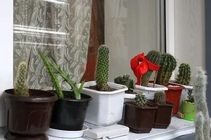 Cum de a planta un proces cactus fără rădăcini de plante magice (Cactus) Cum de a planta un proces cactus fără rădăcini plante magice