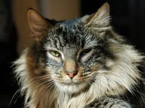 Cum știi că te iubește pisica, asistent feline