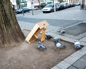 Cum de a prinde un porumbel mâini cum să facă o capcană pentru prinderea porumbei