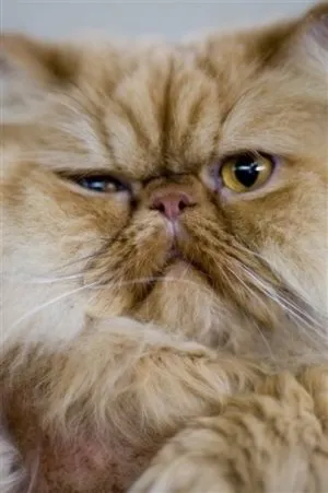 Cum știi că te iubește pisica, asistent feline