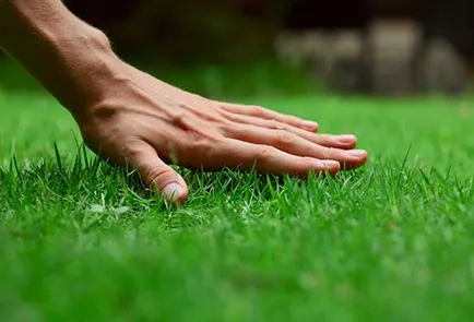 Cum de a planta un gazon la cabana (dacha) Cum de a planta un gazon la cabana