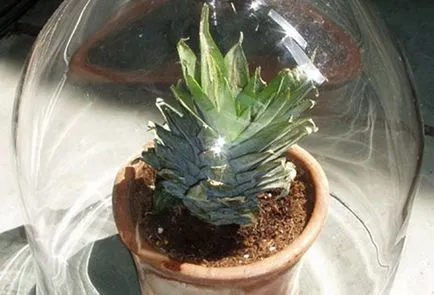Cum de a planta un ananas acasă (cărbune activat zdrobit) Cum de a planta un ananas la domiciliu