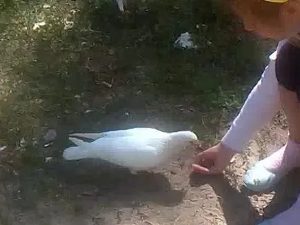Cum de a prinde un porumbel mâini cum să facă o capcană pentru prinderea porumbei