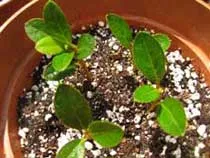 Cum se propaga azalee - plante de interior și flori