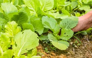 Cum să crească varză chinezească în câmp deschis, cu efect de seră (Peking varza) Cum să crească varză chinezească în câmp deschis, cu efect de seră
