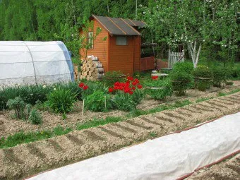 Cum de a planifica paturile de grădină și aranjament de plantare