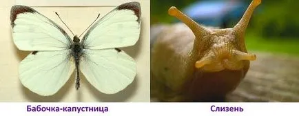 Cum să crească varză chinezească în câmp deschis, cu efect de seră (varză) Cum să crească varză chinezească în câmp deschis, cu efect de seră