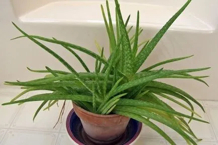 Cum să crească aloe populare metode de reproducere