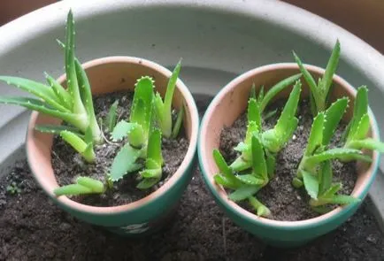 Cum să crească aloe populare metode de reproducere