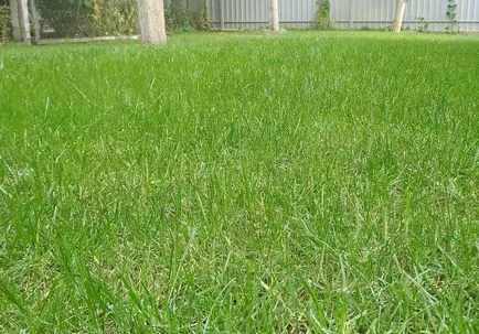 Cum de a planta funcționează o tehnologie de gazon iarba de la profesioniști (dreapta) Cum de a planta funcționează o tehnologie de gazon iarba de la profesioniști
