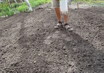 Cum de a planta funcționează o tehnologie de gazon iarba de la profesioniști (iarbă) Cum de a planta funcționează o tehnologie de gazon iarba de la profesioniști