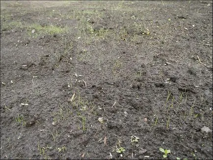 Cum de a planta funcționează o tehnologie de gazon iarba de la profesioniști (dreapta) Cum de a planta funcționează o tehnologie de gazon iarba de la profesioniști