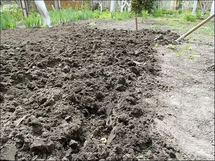 Cum de a planta funcționează o tehnologie de gazon iarba de la profesioniști (iarbă) Cum de a planta funcționează o tehnologie de gazon iarba de la profesioniști