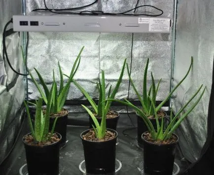 Cum să crească aloe populare metode de reproducere