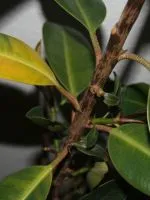 Cum de a planta mandarina la domiciliu (acasă) Cum de a planta mandarina la domiciliu