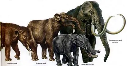 Cum a făcut evoluția lumii animale, dinozauri, evolutie