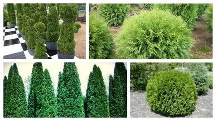 Așa cum este utilizat în peisaj note de proiectare Arborvitae