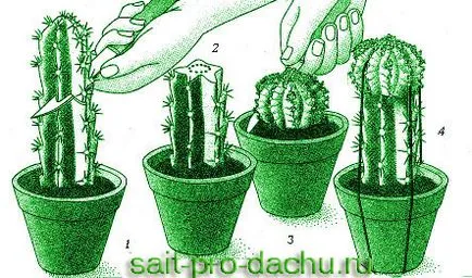 Cum de a planta un cactus