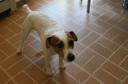 Cum de a preda câinele la toaleta in casa cu apartamente