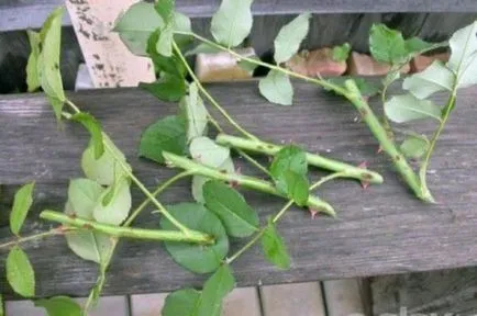 Cum de a planta un trandafir pe trandafir sălbatic instrucțiuni pas cu pas, în devenire