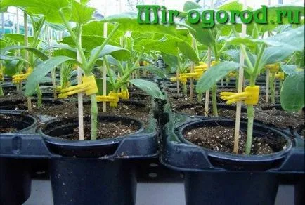 Cum să planteze castravete pe dovleac (castravete insufla un dovleac) Cum să planteze castravete pe un dovleac