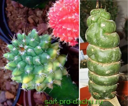 Cum de a planta un cactus
