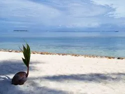 Cum să taie o nucă de cocos 1