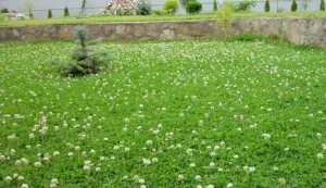 Cum de a planta iarba de gazon cu mâinile sale de tehnologie, video, fotografii (plante) Cum de a planta iarba de gazon cu mâinile sale de tehnologie, video, foto