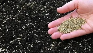 Cum de a planta iarba de gazon cu mâinile sale de tehnologie, video, fotografii (gazon) Cum de a planta iarba de gazon cu mâinile sale de tehnologie, video, foto