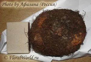 Cum de a pune tubercul begonii tuberoase în (planta) Cum de a pune tubercul begonii tuberoase pe