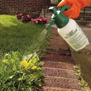 Cum de a planta iarba de gazon cu mâinile sale de tehnologie, video, foto (cum să planteze iarba de gazon foto-video) Cum de a planta iarba de gazon cu mâinile sale de tehnologie, video, foto