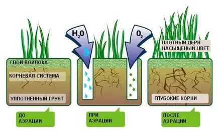 Ca iarba de gazon plantat, de pregătire a gazonului - viața mea (iarba) Cum de a planta iarba de gazon, de pregătire a gazonului - viața mea