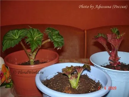 Cum de a pune tubercul begonii tuberoase la (tuberoasă Begonia tubercul) Cum de a pune tubercul begonii tuberoase pe
