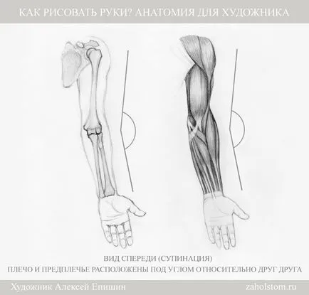 Cum să atragă mâinile anatomie pentru artist (desen) Cum de a desena mâini Anatomia pentru artiști