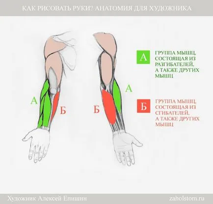 Cum să atragă mâinile anatomie pentru artist (anatomie) Cum de a desena mâini Anatomia pentru artiști