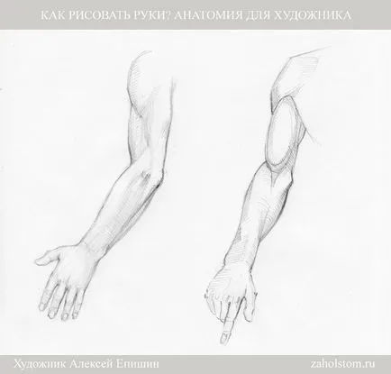 Cum să atragă mâinile anatomie pentru artist (pictor) Cum de a desena mâini Anatomia pentru artiști