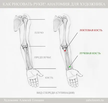 Cum să atragă mâinile anatomie pentru artist (pictor) Cum de a desena mâini Anatomia pentru artiști
