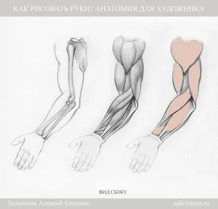 Cum să atragă mâinile anatomie pentru artist (anatomie) Cum de a desena mâini Anatomia pentru artiști