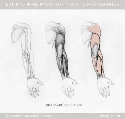 Cum să atragă mâinile anatomie pentru artist (mână) Cum de a desena mâini Anatomia pentru artiști