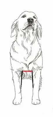Cum de a efectua măsurători într-un câine - un dulap pentru animale de companie dragi (câini, pisici) - domiciliu mame