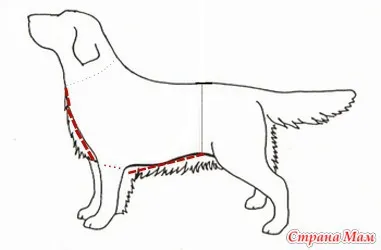 Cum de a efectua măsurători într-un câine - un dulap pentru animale de companie dragi (câini, pisici) - domiciliu mame