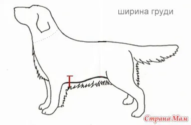 Cum de a efectua măsurători într-un câine - un dulap pentru animale de companie dragi (câini, pisici) - domiciliu mame
