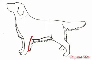 Cum de a efectua măsurători într-un câine - un dulap pentru animale de companie dragi (câini, pisici) - domiciliu mame